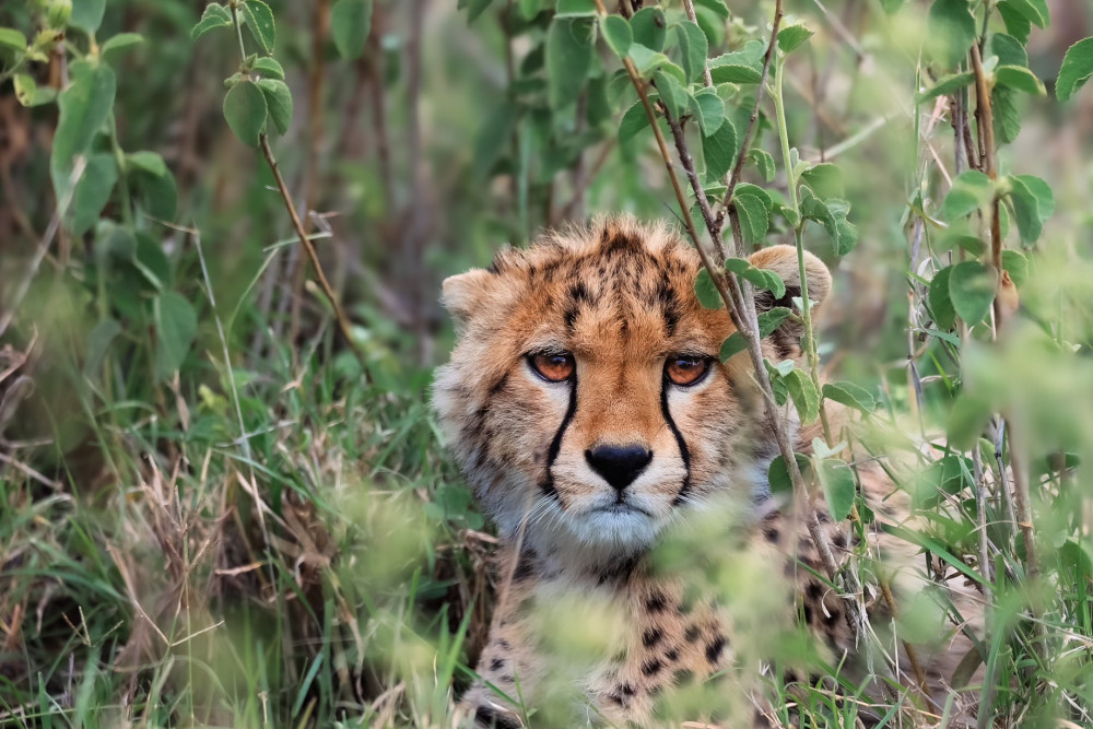 Calving Season Safari – Midrange Accommodation