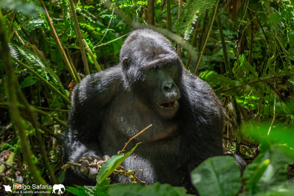Nkuringo Gorilla Safari Fly-in