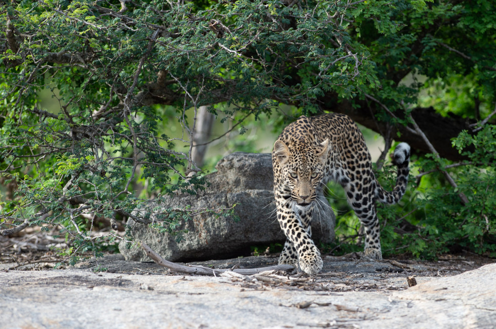 Botswana Wild Side