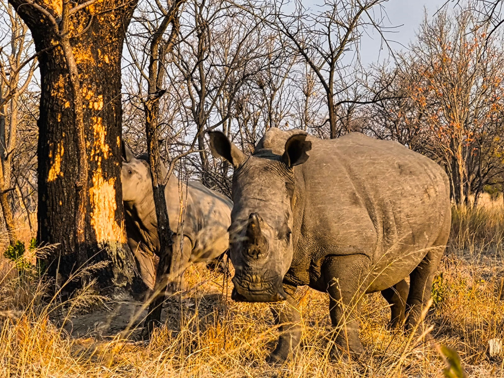 Rhino Trekking, Bush Walk and Safari Game Drive
