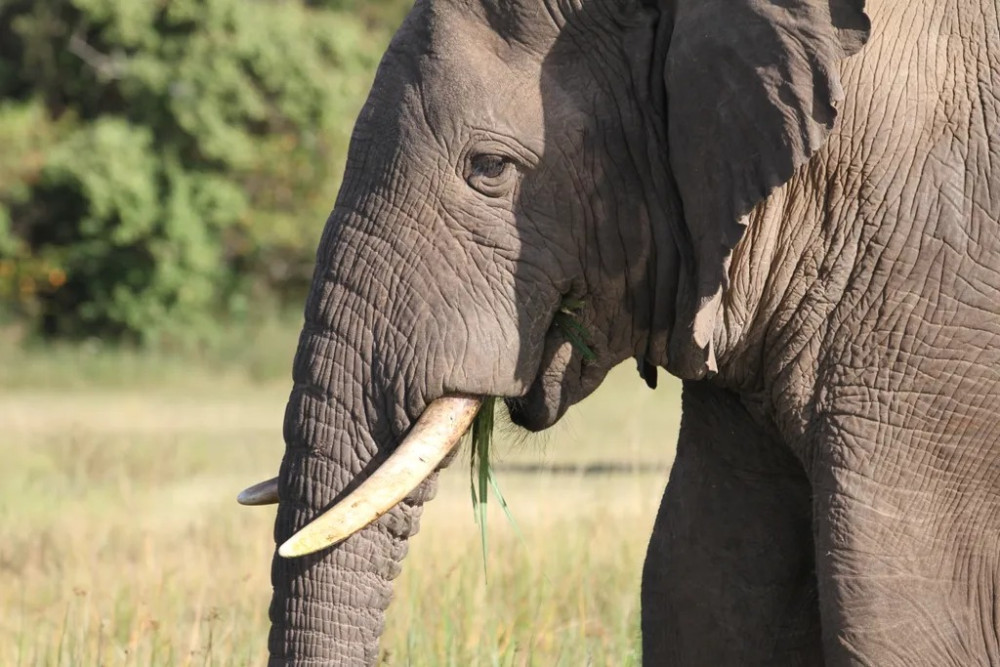 Akagera Wildlife Safari Experince