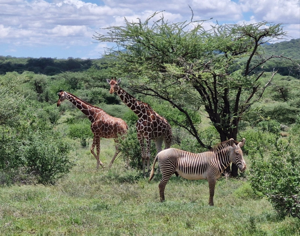 From Samburu Special 5 to the Golden Plains Mara