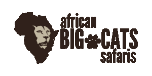 African Big Cats Safaris